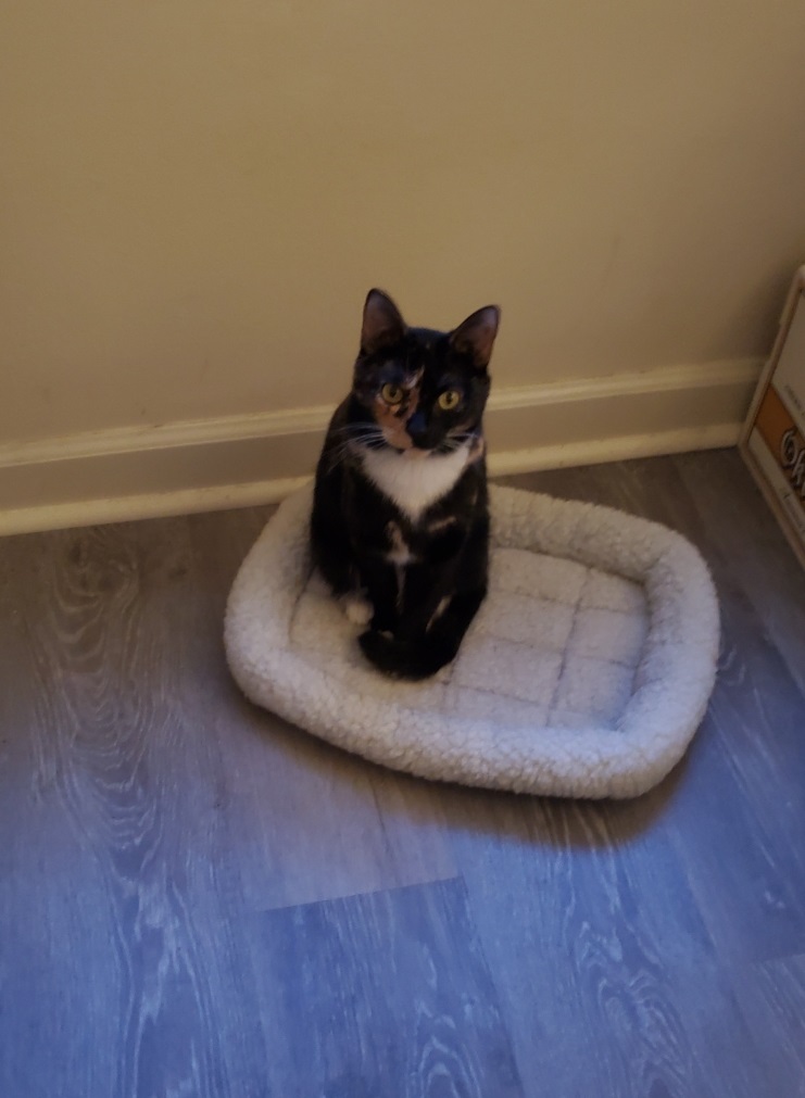 Mochi sits on her hind legs on a small, white cat bed looking far up at the camera.